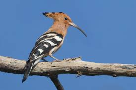 Attēlu rezultāti vaicājumam “Upupa epops”