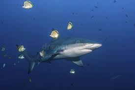 Image result for Carcharhinus galapagensis