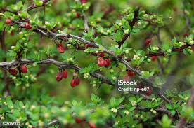 Attēlu rezultāti vaicājumam “Berberis thunbergii fruit”