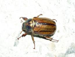 Attēlu rezultāti vaicājumam “Amphimallon solstitiale imago”