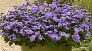 Image result for Ageratum houstonianum
