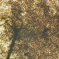 Attēlu rezultāti vaicājumam “Collaria arcyrionema stalked”