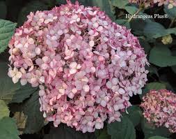 Attēlu rezultāti vaicājumam “Hydrangea arborescens flower”