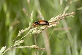 Attēlu rezultāti vaicājumam “Diachromus germanus”