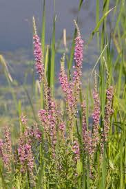 Attēlu rezultāti vaicājumam “Lythrum salicaria flower”