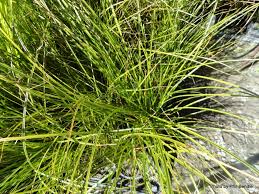 Attēlu rezultāti vaicājumam “Carex scandinavica”