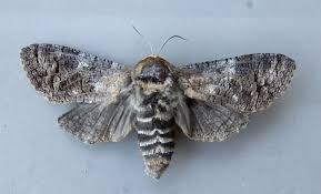 Attēlu rezultāti vaicājumam “Cossus cossus”