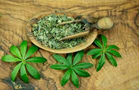 Attēlu rezultāti vaicājumam “Galium odoratum leaf”