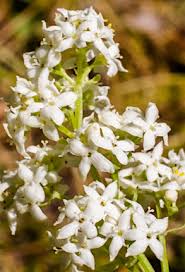 Attēlu rezultāti vaicājumam “Galium boreale flower”