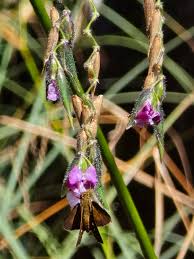 Attēlu rezultāti vaicājumam “Lentibulariaceae”