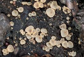 Attēlu rezultāti vaicājumam “Hyalorbilia inflatula”