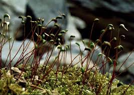 Attēlu rezultāti vaicājumam “Sciuro-hypnum curtum”