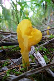 Attēlu rezultāti vaicājumam “Spathularia flavida”