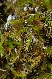 Attēlu rezultāti vaicājumam “Conardia compacta”