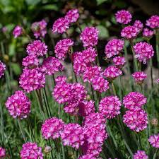 Attēlu rezultāti vaicājumam “Armeria vulgaris flower”