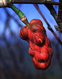 Attēlu rezultāti vaicājumam “Magnolia acuminata fruit”