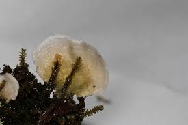 Attēlu rezultāti vaicājumam “Arrhenia retiruga”