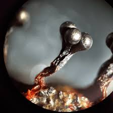 Attēlu rezultāti vaicājumam “Metatrichia vesparia stalked”