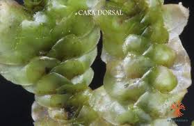 Attēlu rezultāti vaicājumam “Scapania nemorea”