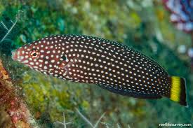 Attēlu rezultāti vaicājumam “Anogcodes melanurus”