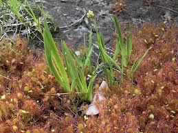 Attēlu rezultāti vaicājumam “Drosera x obovata leaf”