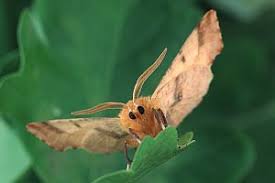 Attēlu rezultāti vaicājumam “Ennomos autumnaria male”