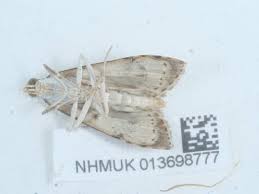 Attēlu rezultāti vaicājumam “Udea prunalis”