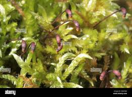 Attēlu rezultāti vaicājumam “Brachythecium salebrosum sporophyte”