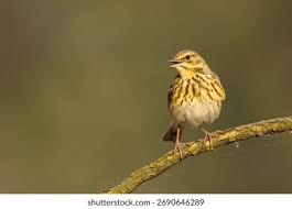 Attēlu rezultāti vaicājumam “Anthus trivialis”