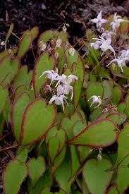 Attēlu rezultāti vaicājumam “Epimedium alpinum”