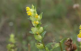 Attēlu rezultāti vaicājumam “Rhinanthus serotinus”