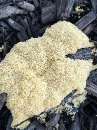 Attēlu rezultāti vaicājumam “Amaurochaete atra spores”