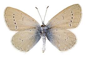 Attēlu rezultāti vaicājumam “Cupido minimus”