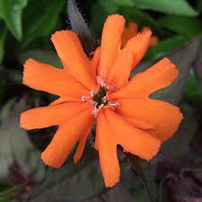 Attēlu rezultāti vaicājumam “Silene x arkwrightii Vesuvius”