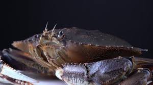 Image result for Maja brachydactyla