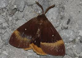 Attēlu rezultāti vaicājumam “Lasiocampa quercus imago”