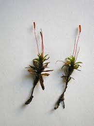 Attēlu rezultāti vaicājumam “Atrichum flavisetum”