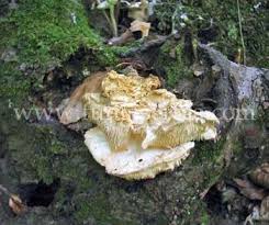Attēlu rezultāti vaicājumam “Hericium cirrhatum”
