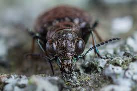 Attēlu rezultāti vaicājumam “Elaphrus cupreus”