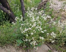 Attēlu rezultāti vaicājumam “Lepidium latifolium flower”