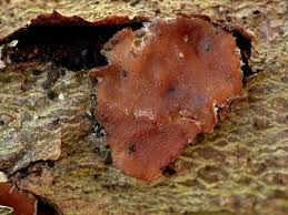 Attēlu rezultāti vaicājumam “Cytidia salicina”