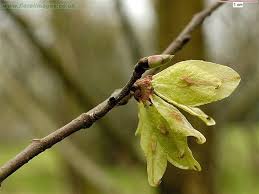 Attēlu rezultāti vaicājumam “Ulmus glabra fruit”