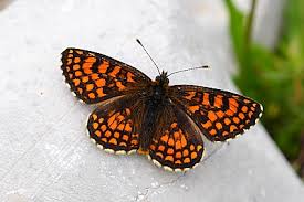 Attēlu rezultāti vaicājumam “Mellicta athalia upperside”