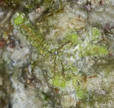 Attēlu rezultāti vaicājumam “Scapania irrigua”