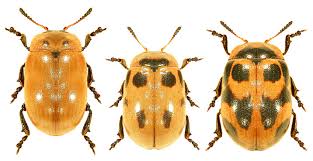 Attēlu rezultāti vaicājumam “Gonioctena viminalis”