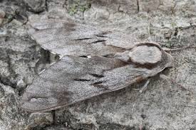 Attēlu rezultāti vaicājumam “Sphinx pinastri”