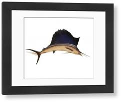 Image result for Istiophorus platypterus