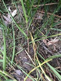 Attēlu rezultāti vaicājumam “Poa compressa leaf”