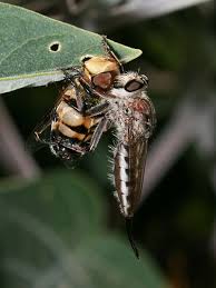 Attēlu rezultāti vaicājumam “Eristalis sp.”