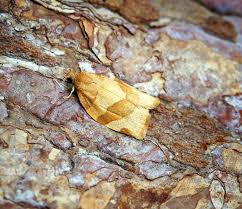 Attēlu rezultāti vaicājumam “Pandemis cerasana”